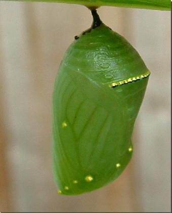 Newly formed chrysalis