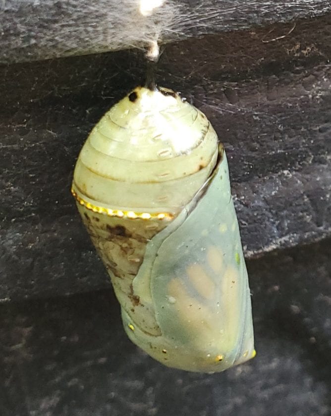 Transparent monarch chrysalis