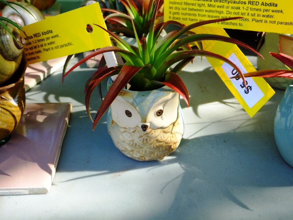 Owl plant holder