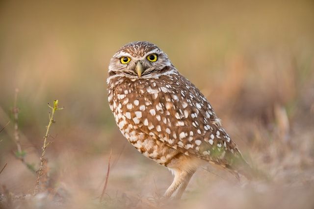 owl at rest