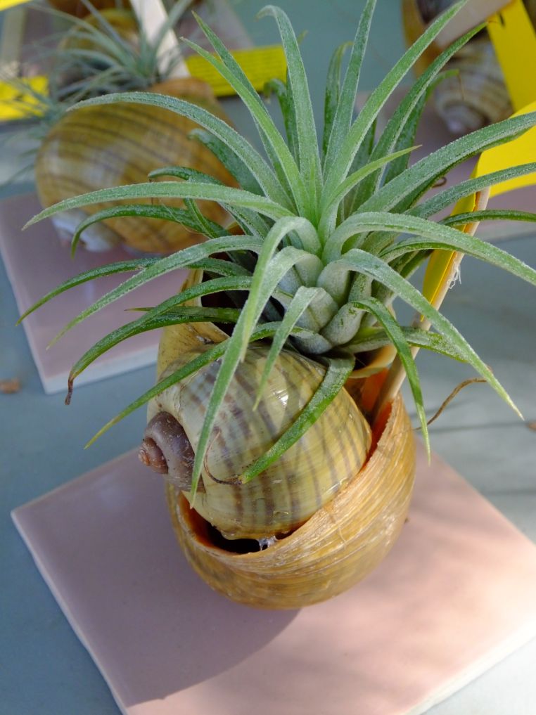 shell craft with plant