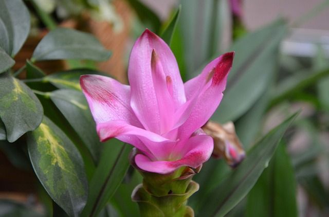 Curcuma Flowering