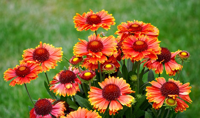 blanket-flower