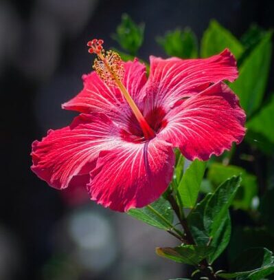 Red Hibiscus flower