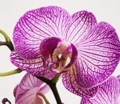 Purple Orchid