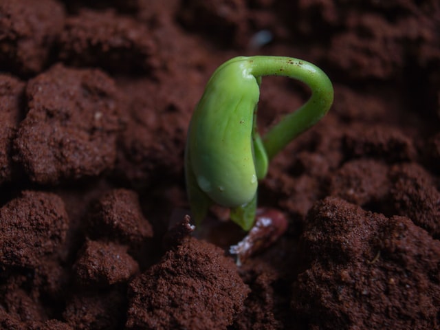 seedling emerging