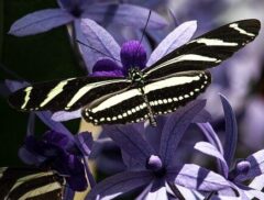 Zebrawing Butterfly