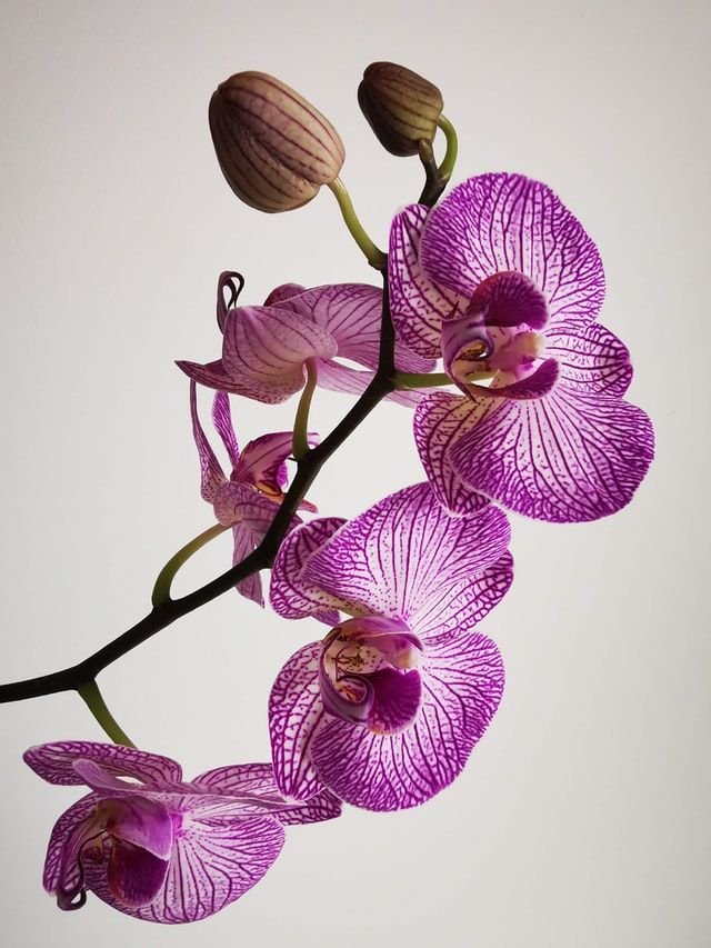 orchid