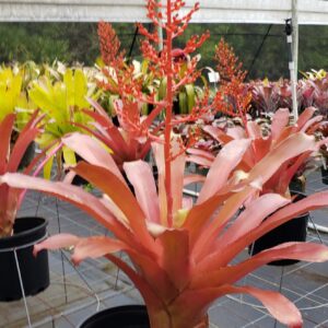 Sundance Orchids & Bromeliads closeup