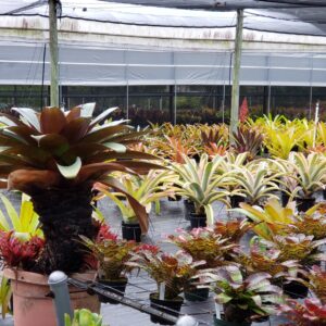 Sundance Orchids & Bromeliads many