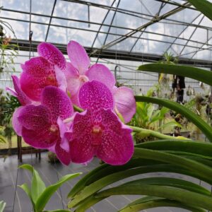 Sundance Orchids & Bromeliads pink orchids 4