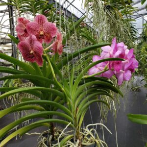 Sundance Orchids & Bromeliads pink orchids 3