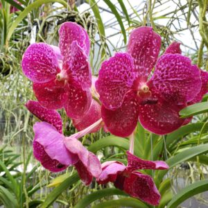 Sundance Orchids & Bromeliads pink orchids 2