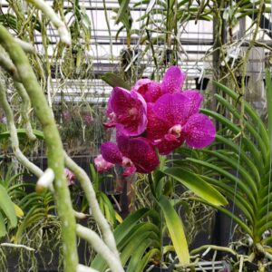 Sundance Orchids & Bromeliads pink orchids