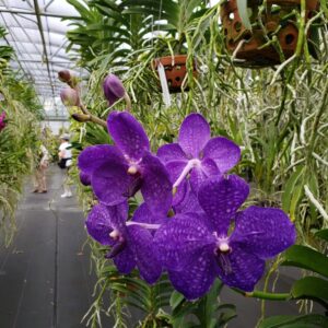 Sundance Orchids & Bromeliads Purple Orchids