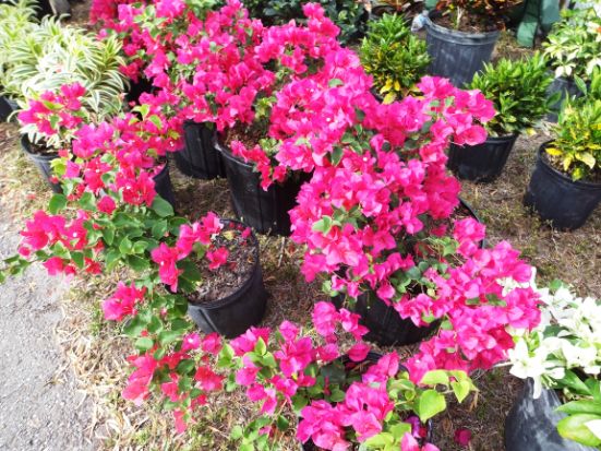 March in the Park 2022 garden club of cape coral blooming scarlet bougainvillea