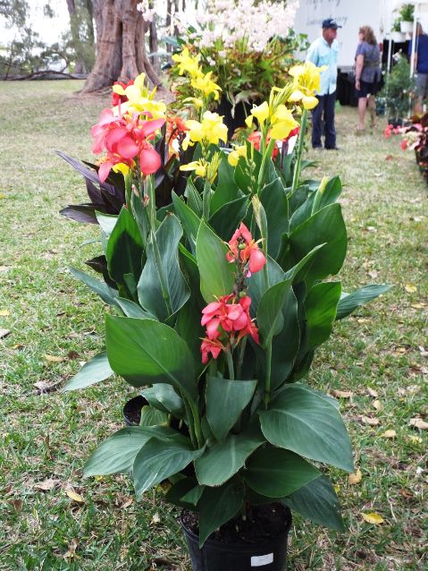 March in the Park 2022 blooming canna lilies