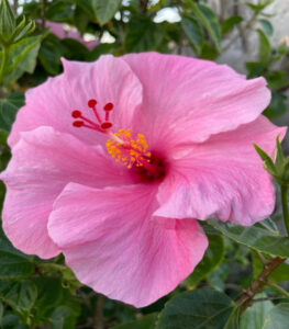 Jane Anderson Hibiscus