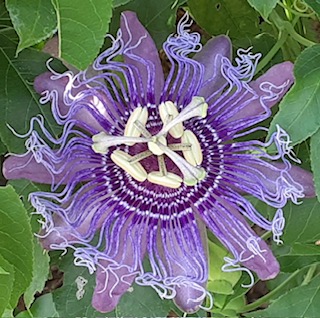 Purple Passionflower