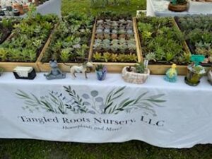 succulent booths