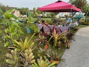 vendor booth with bromeliads