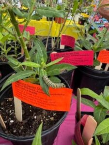 monarch caterpillar on Milkweed