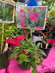 pink pentas