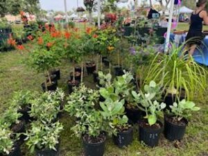 vendor booth with multiple choices of plants
