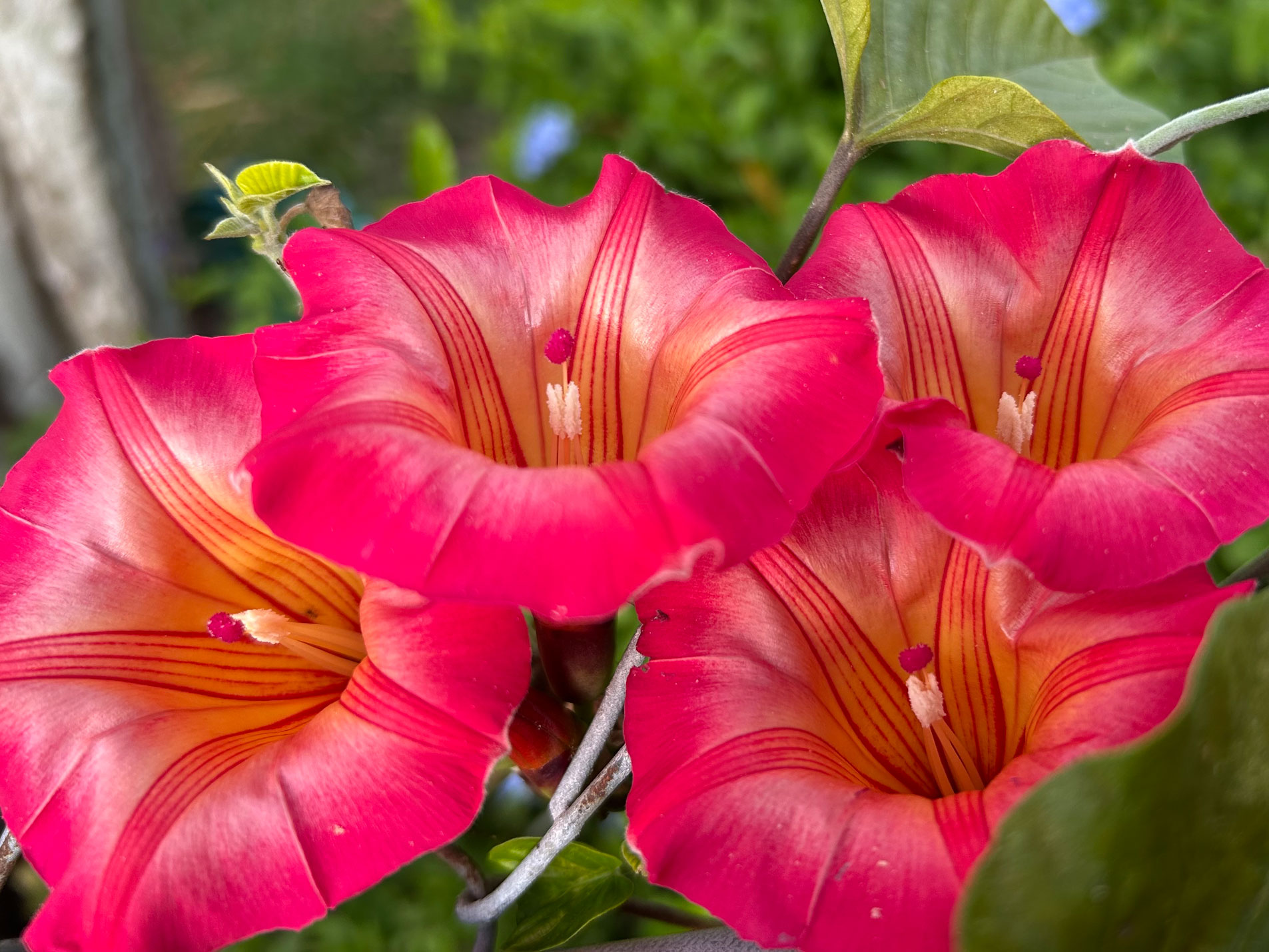 Hawaiian Sunset Vine