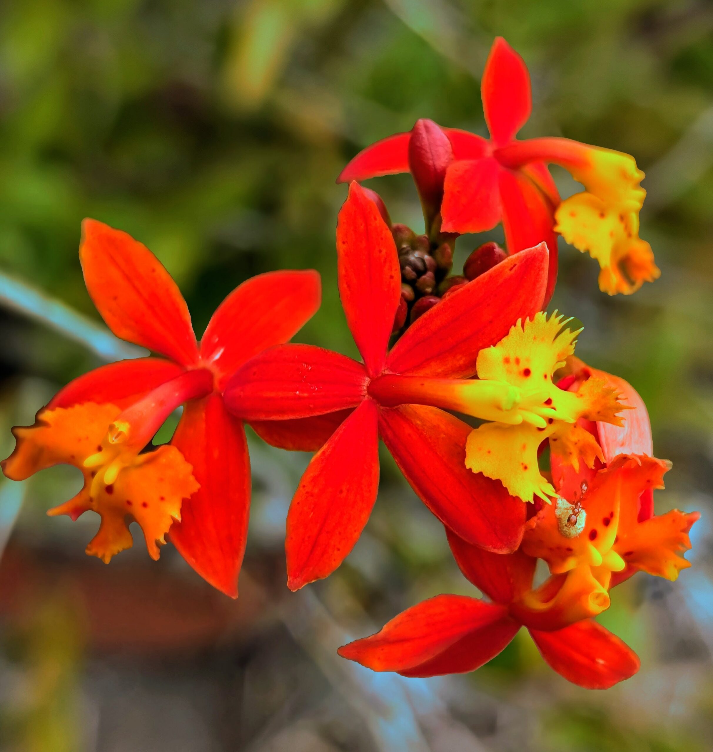 Sun Ground Orchid